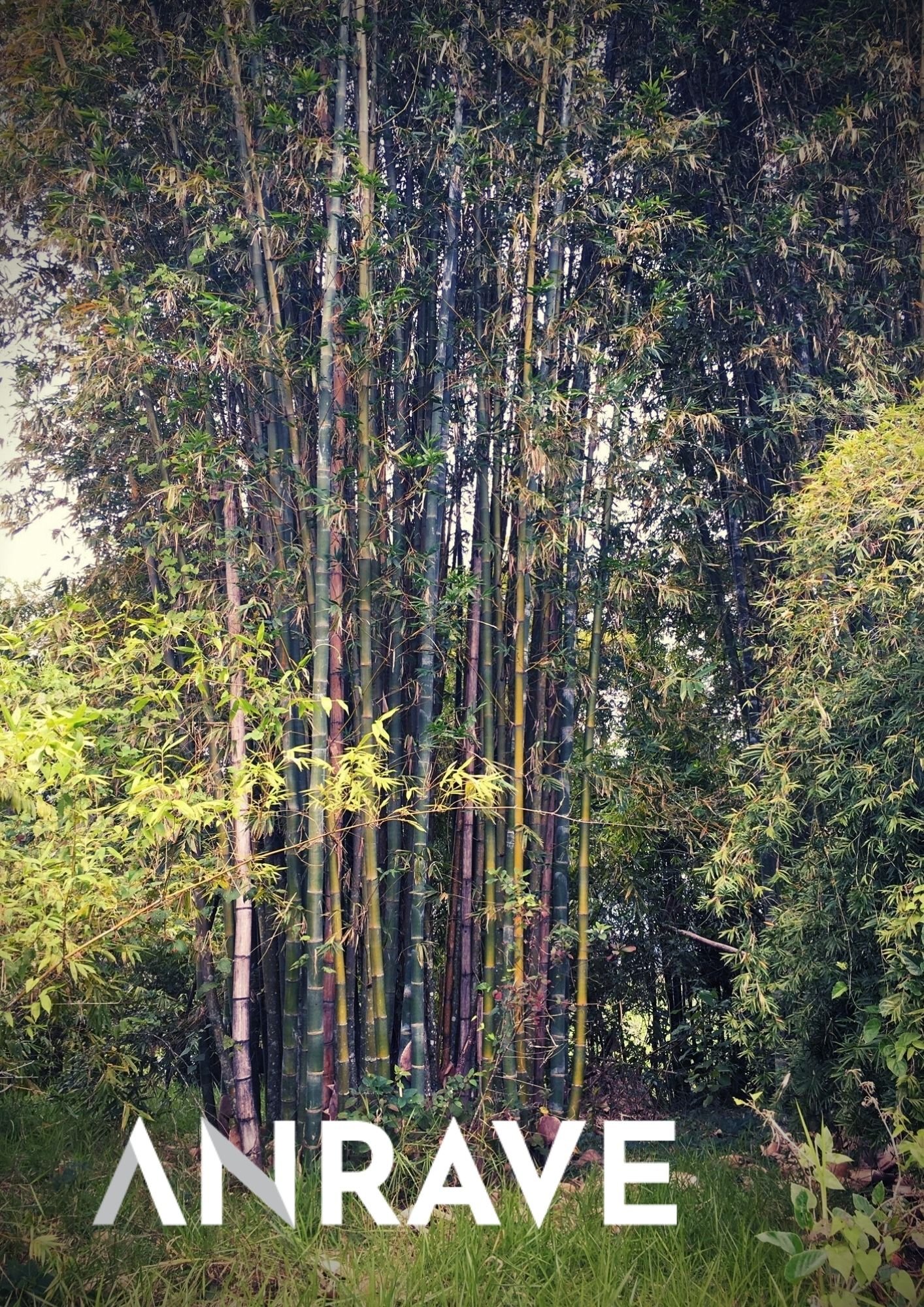 bosque bambu