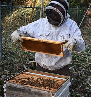 Beekeeper Beekeeper