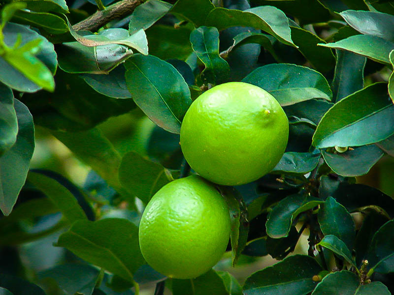 Limón persa